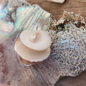 Sea Shell Ring